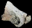 Bargain Pachycephalosaurus Toe Bone (Phalanx) - Montana #61400-1